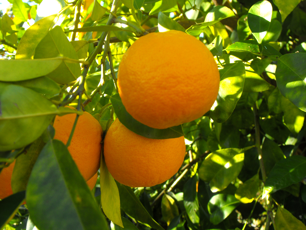 Por que se abren las naranjas en el arbol